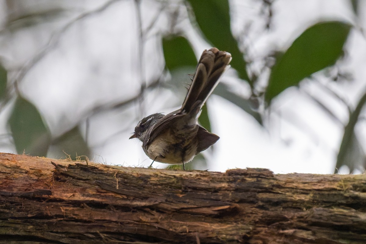 Gray Fantail - ML644596609