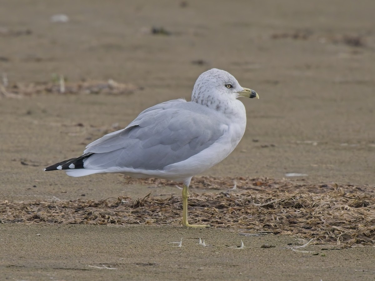 Ring-billed Gull - ML644596616