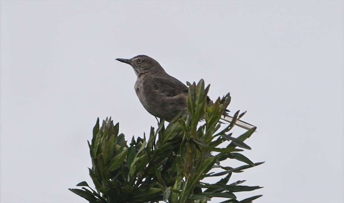 Black-billed Shrike-Tyrant - ML644596623