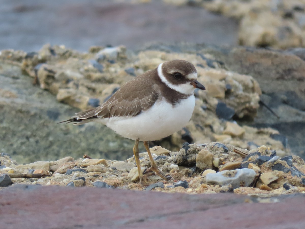 kulík kanadský - ML644596627