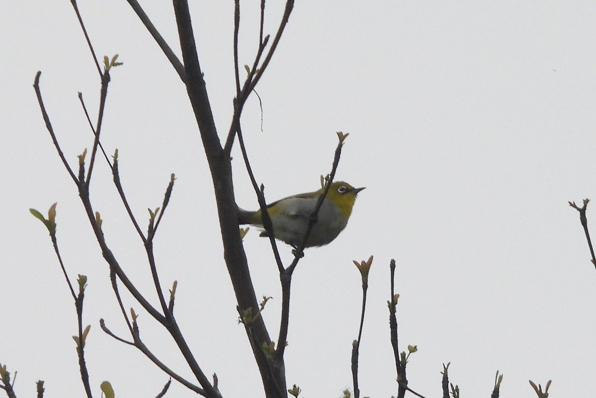 Bengal Gözlükçüsü - ML644596643