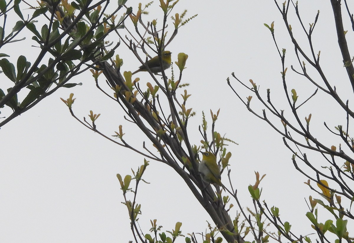 Bengal Gözlükçüsü - ML644596644