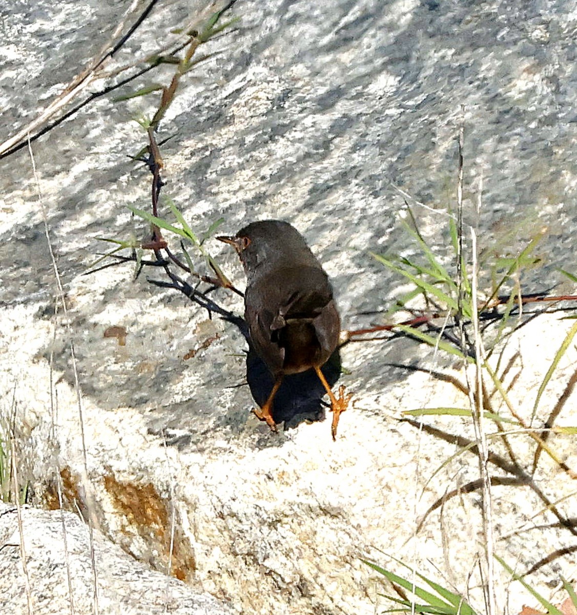 Провансальская славка - ML644596645