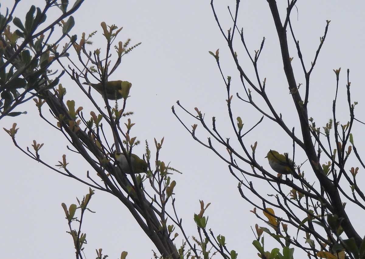 Bengal Gözlükçüsü - ML644596646