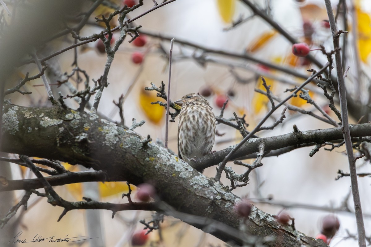 hýl nachový - ML644596649