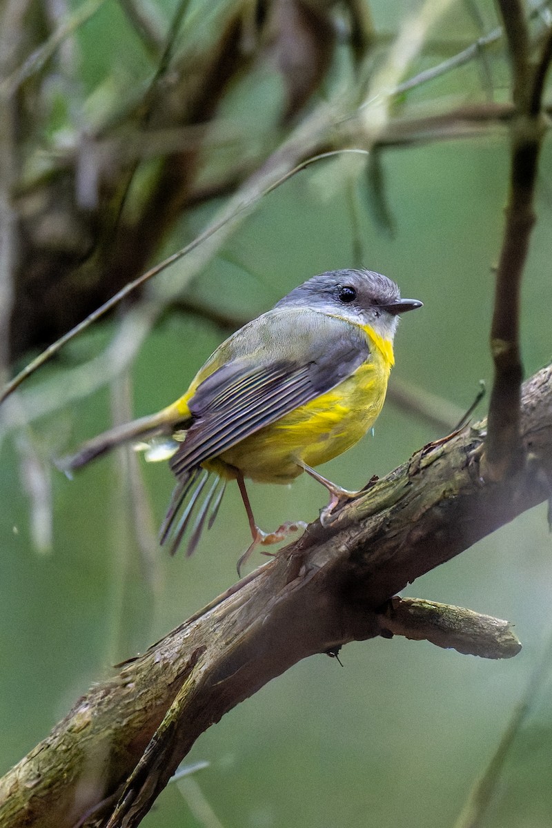 Petroica Amarilla - ML644596654