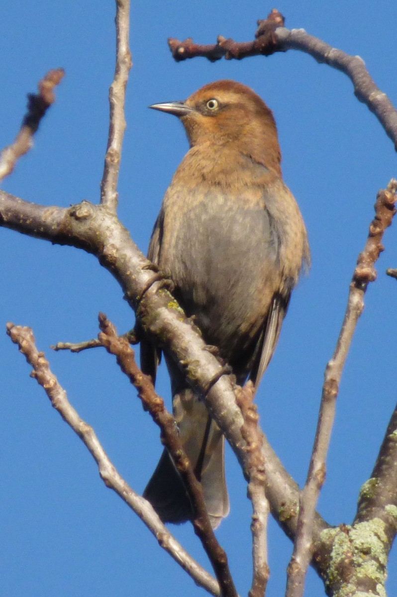 Rusty Blackbird - ML644596656