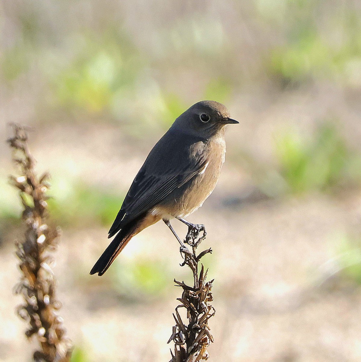 Черная горихвостка - ML644596660