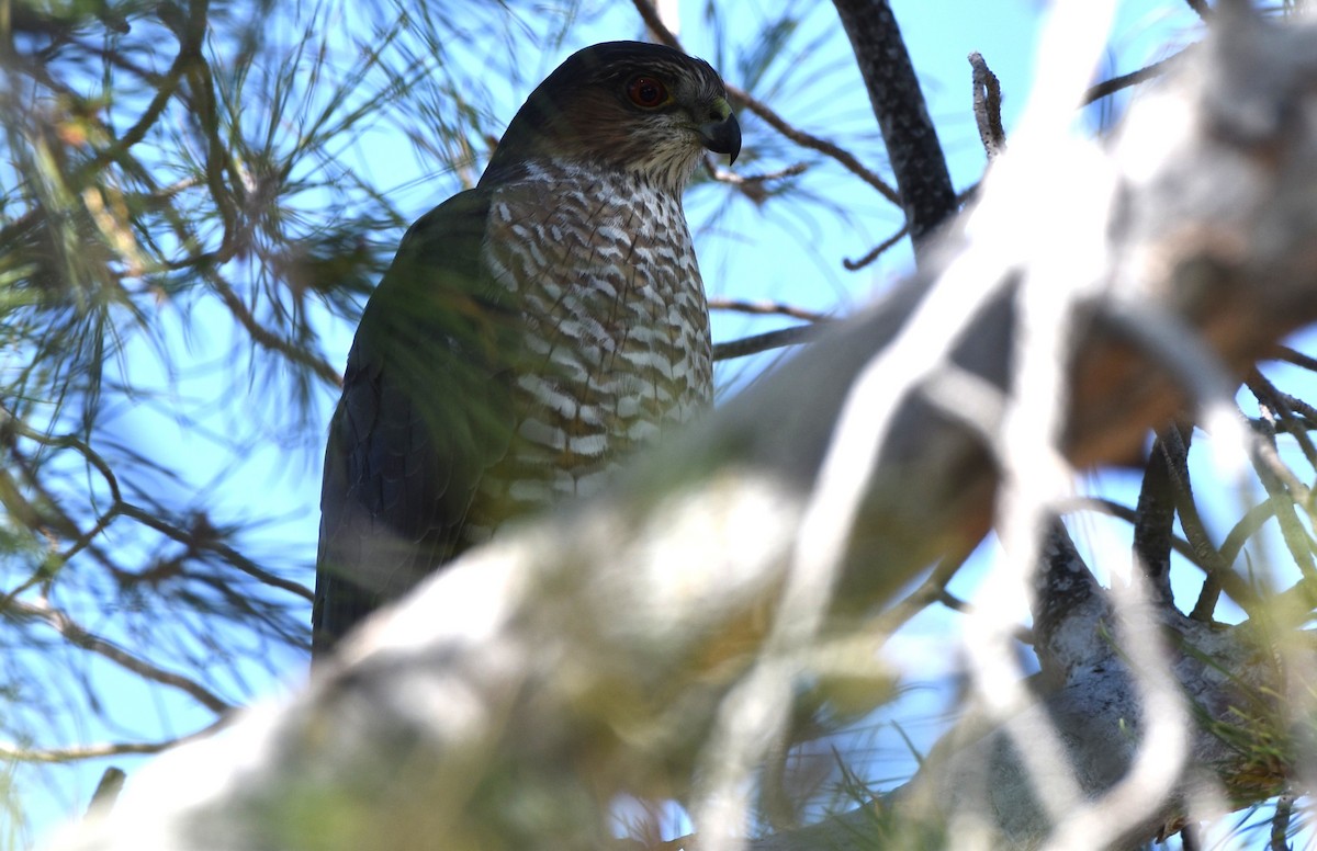 Gavilán Americano - ML644596662