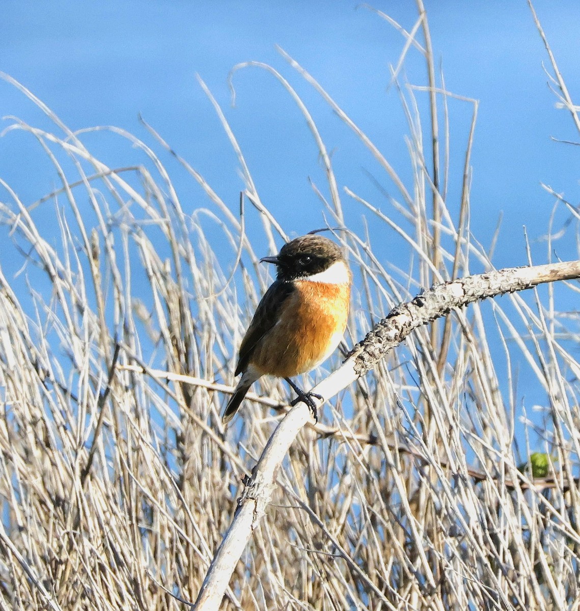 Черноголовый чекан - ML644596685