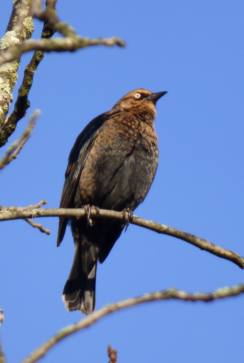 Rusty Blackbird - ML644596686