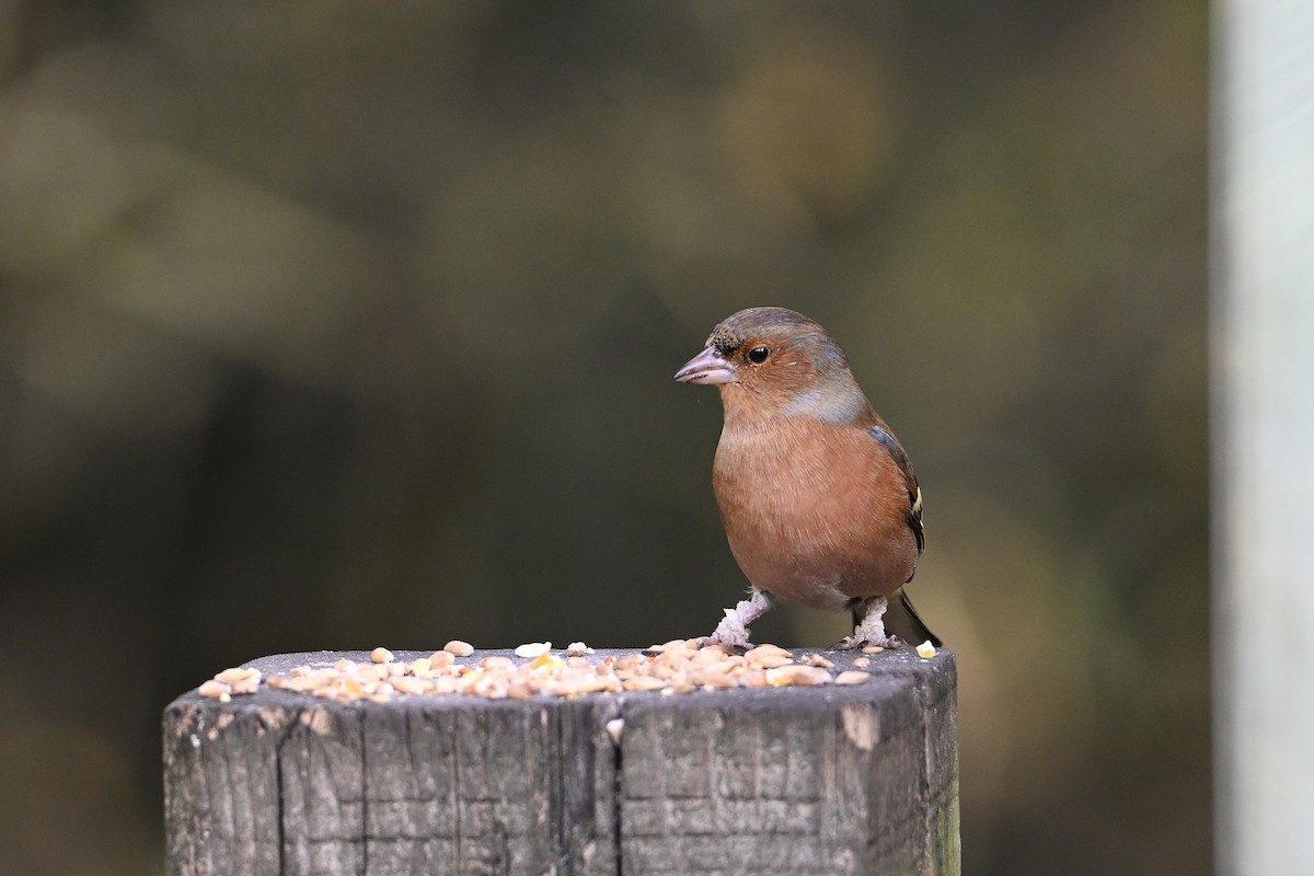 Зяблик - ML644596687