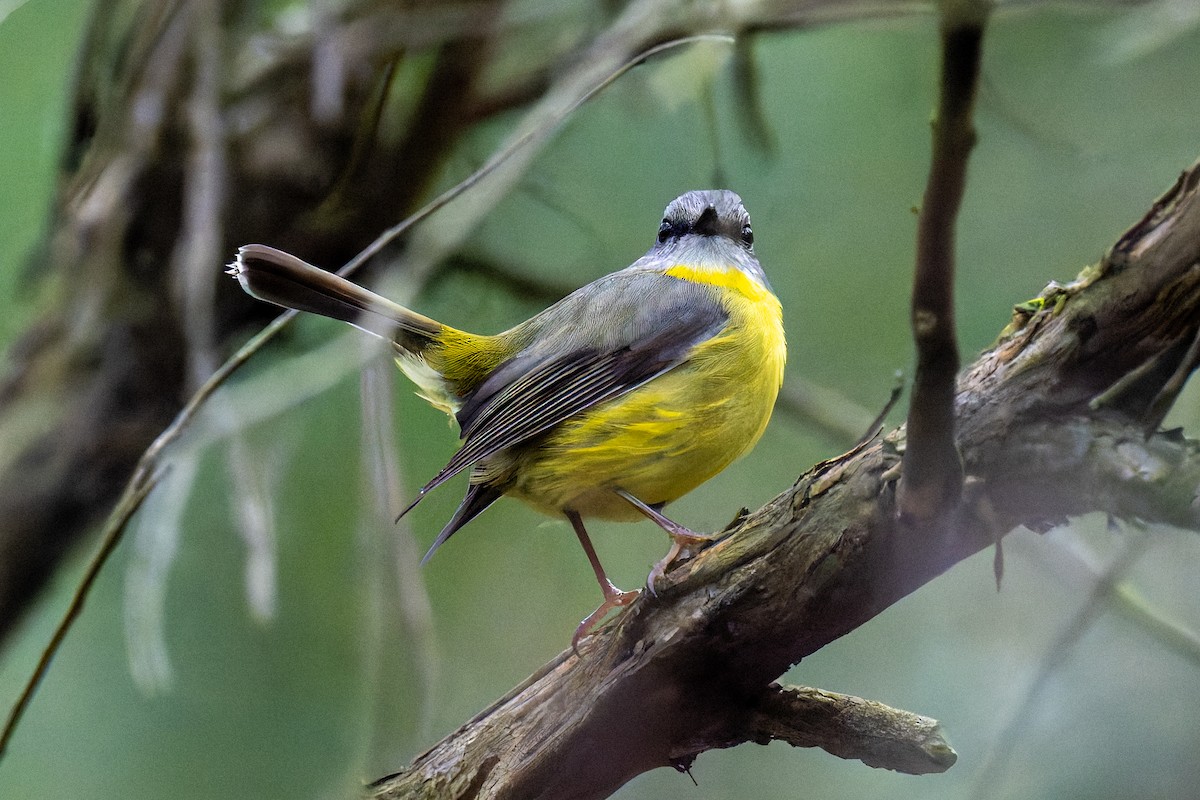 Petroica Amarilla - ML644596688