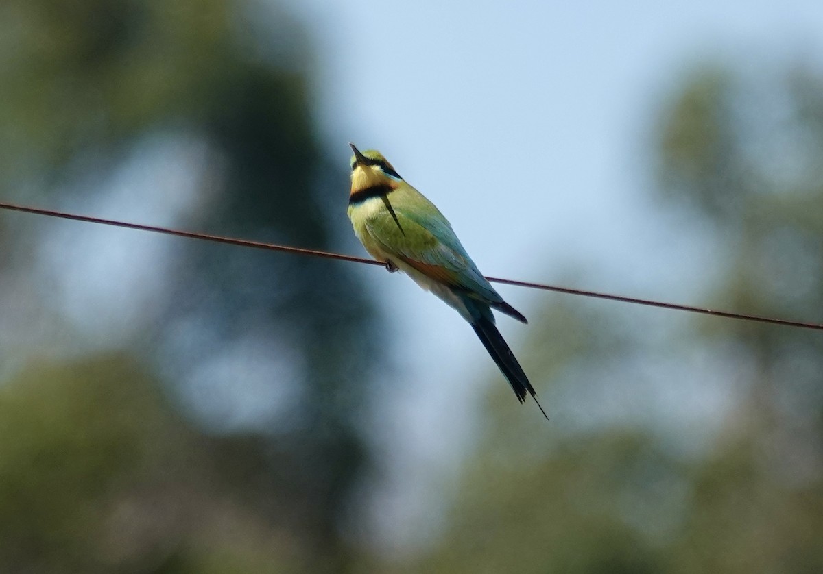 彩虹蜂虎 - ML644596697