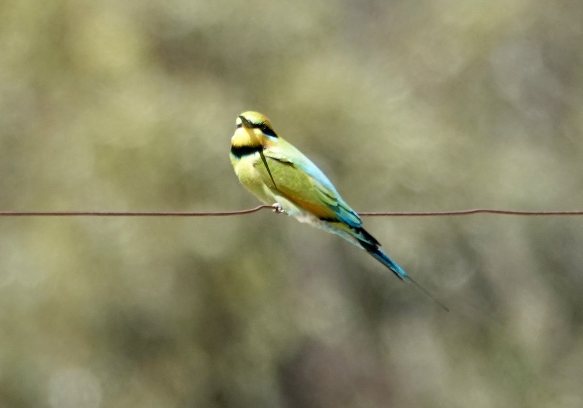 彩虹蜂虎 - ML644596698