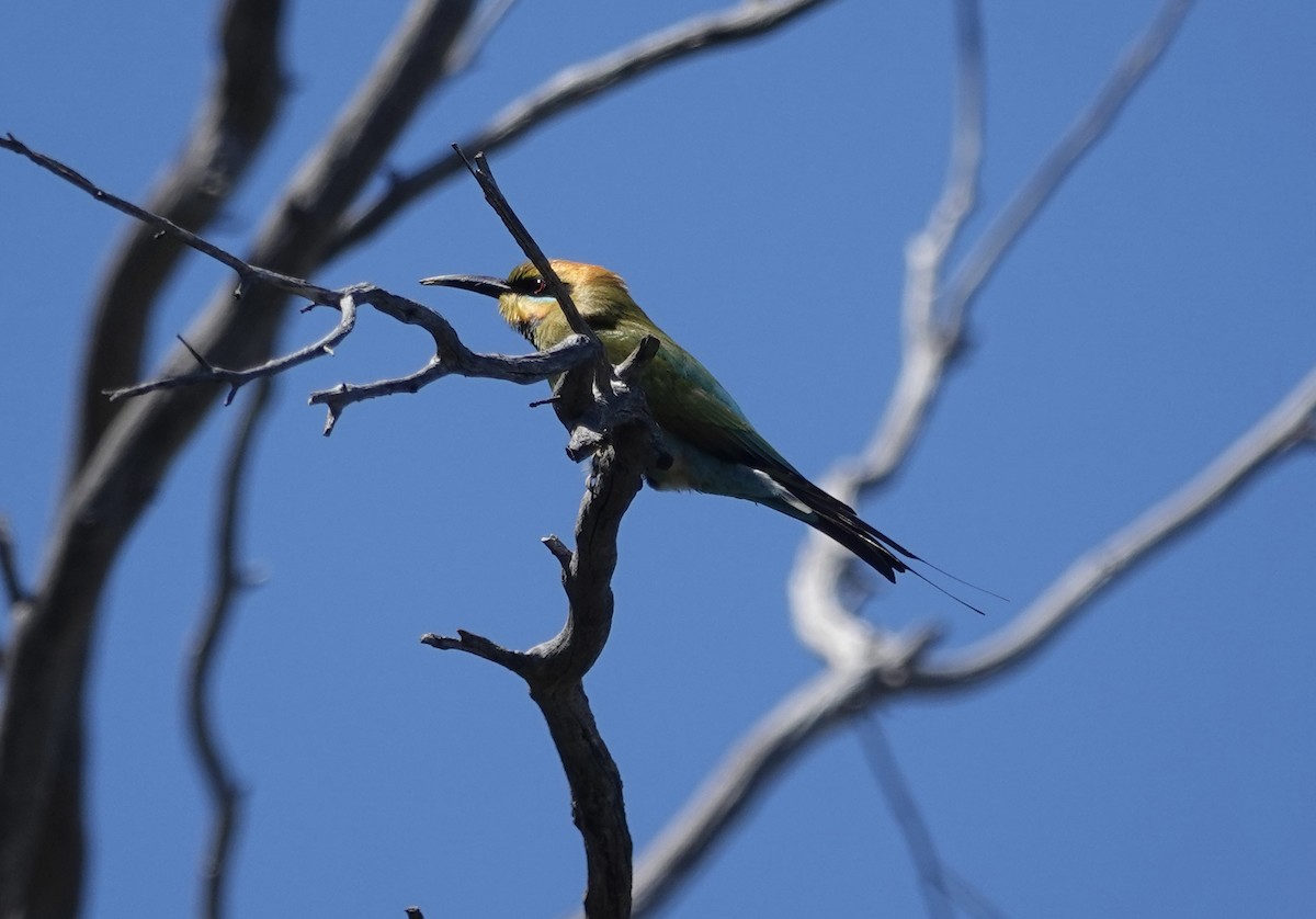 彩虹蜂虎 - ML644596699