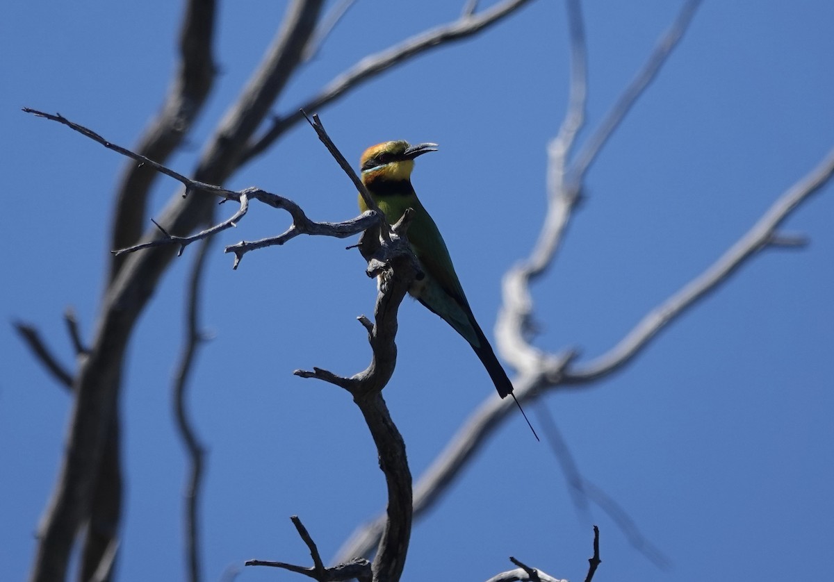 彩虹蜂虎 - ML644596700