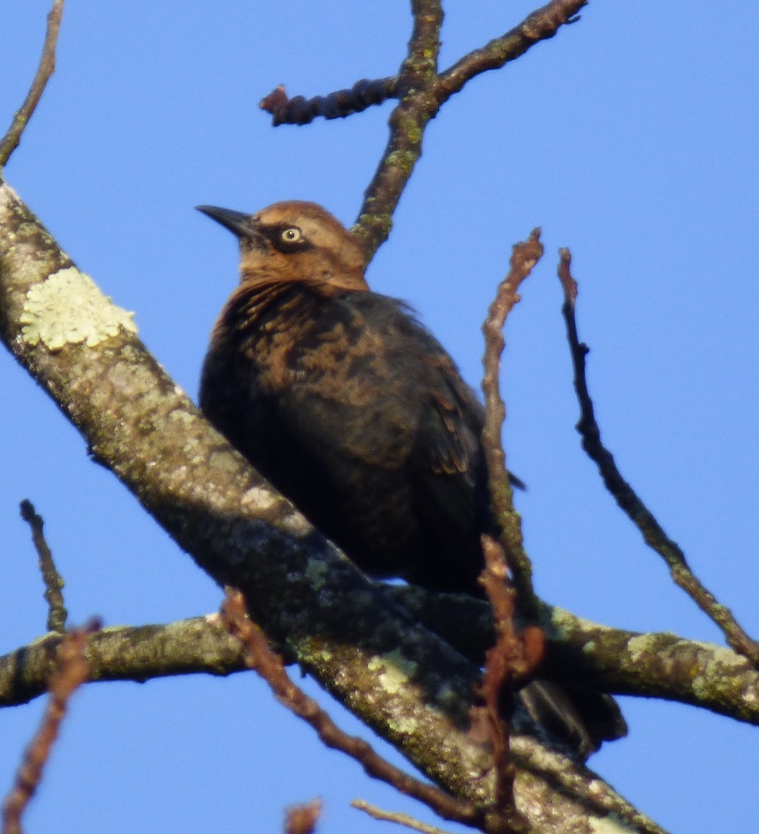 Rusty Blackbird - ML644596704