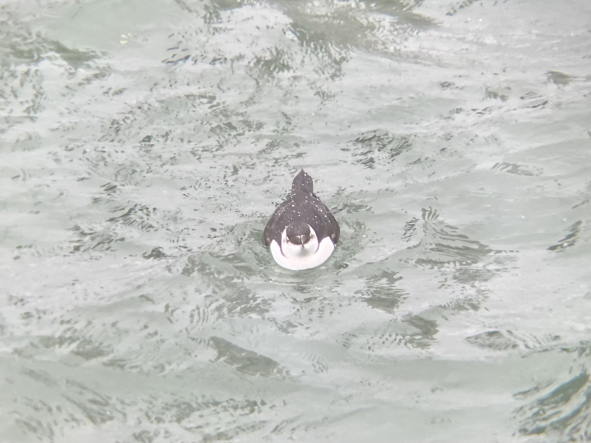 Razorbill - ML644596711