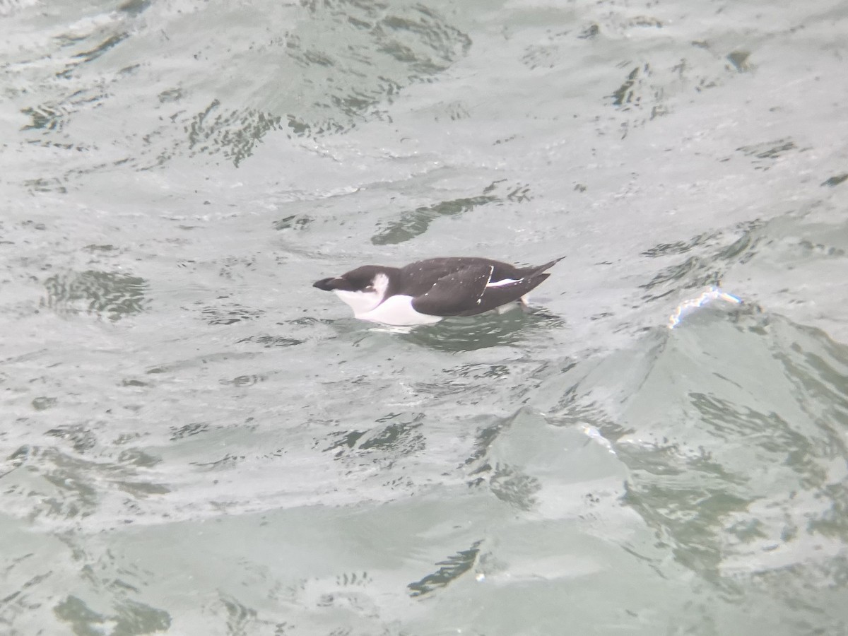 Razorbill - ML644596712
