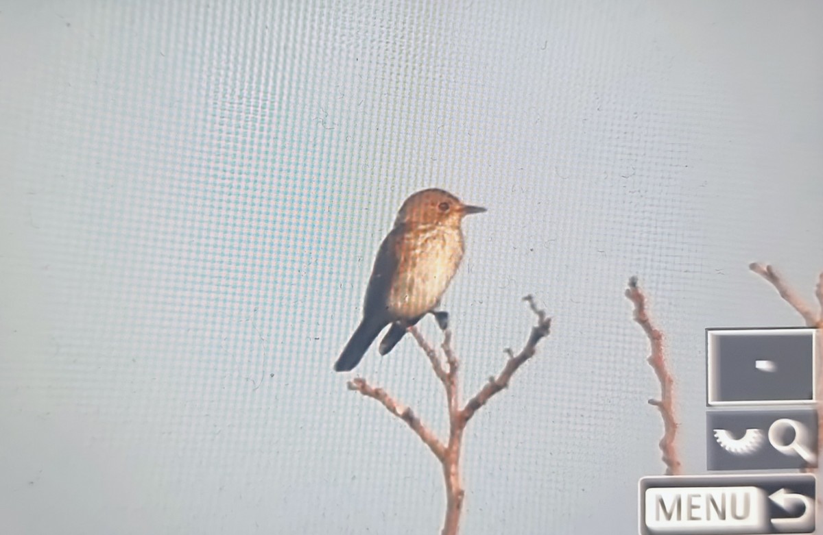 Серая мухоловка - ML644596714