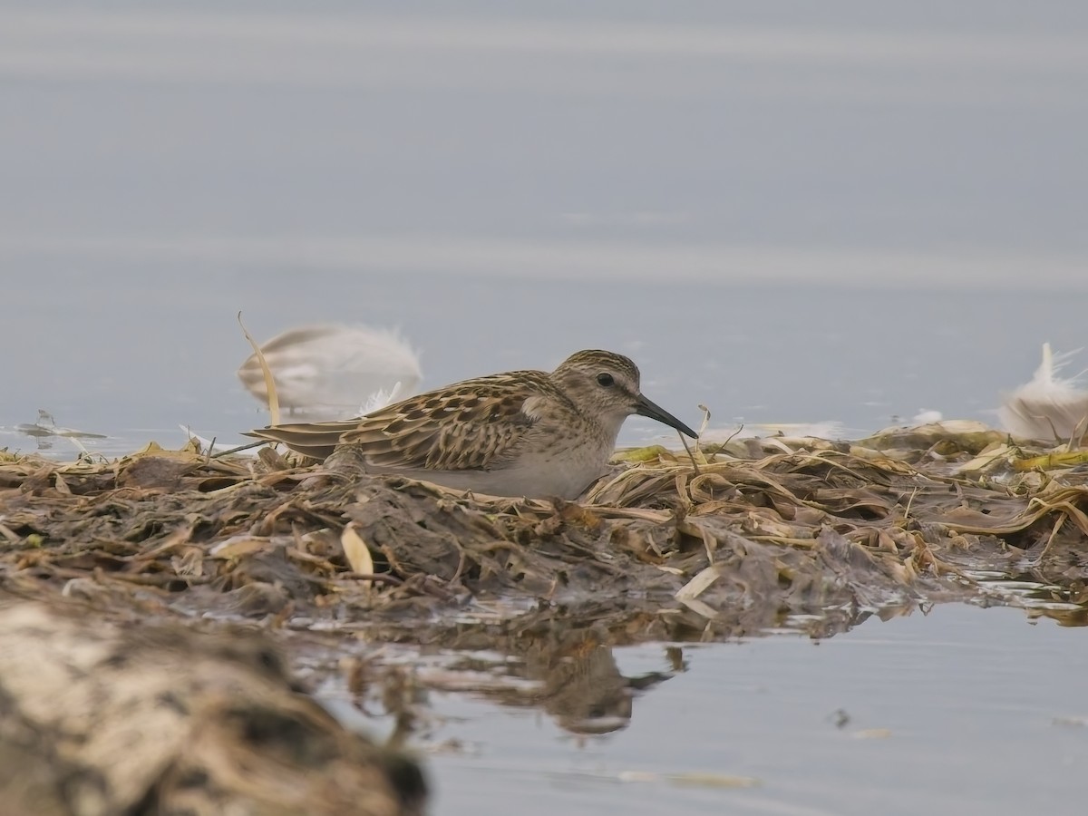 Least Sandpiper - ML644596716