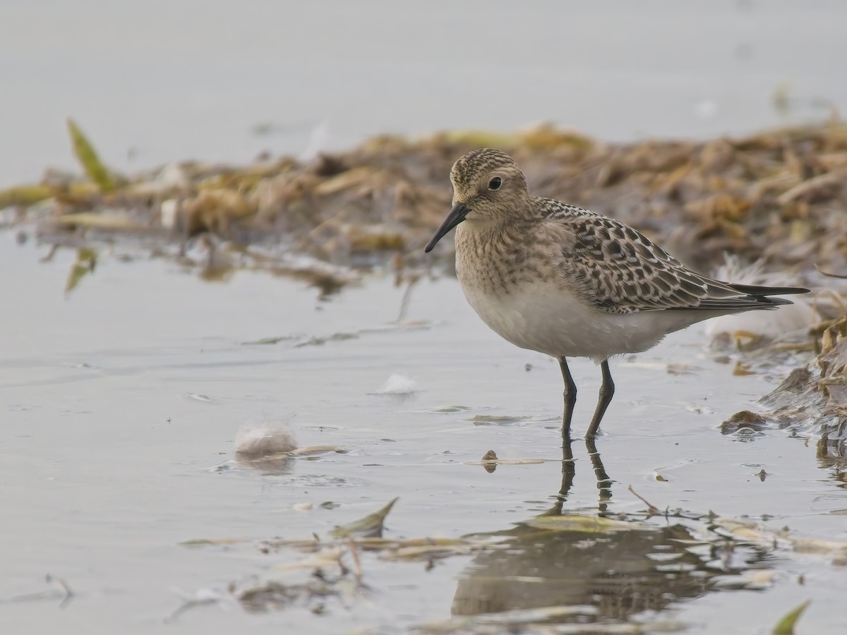 Baird's Sandpiper - ML644596718