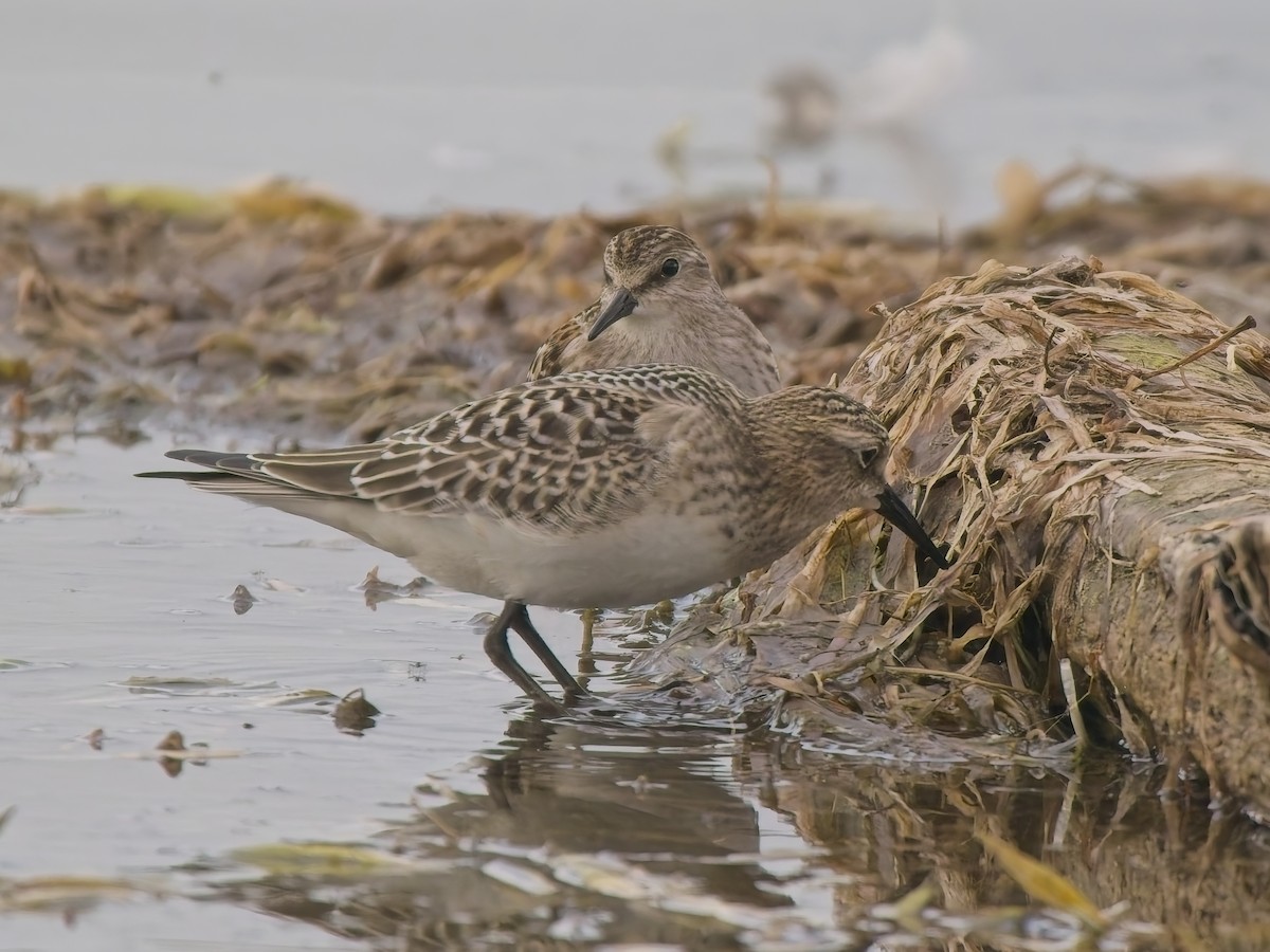 Baird's Sandpiper - ML644596720