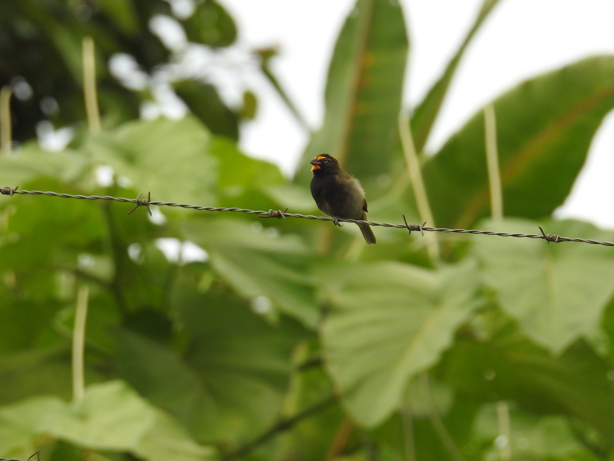 Goldbrauen-Gimpeltangare - ML644596732