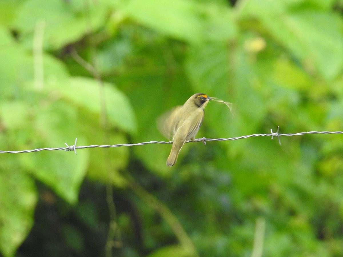 Goldbrauen-Gimpeltangare - ML644596733