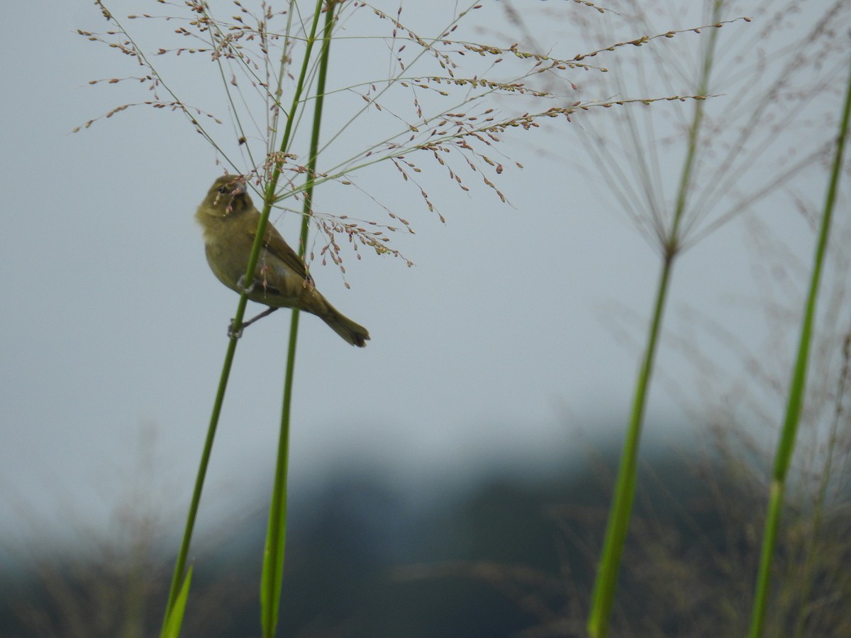 Goldbrauen-Gimpeltangare - ML644596735