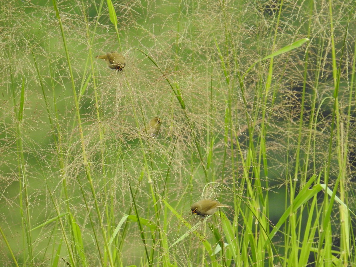 Goldbrauen-Gimpeltangare - ML644596736