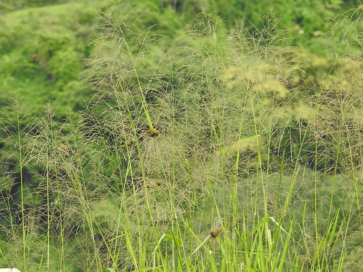 Goldbrauen-Gimpeltangare - ML644596737