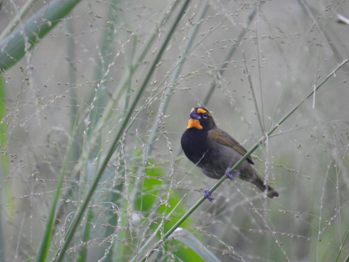 Goldbrauen-Gimpeltangare - ML644596738