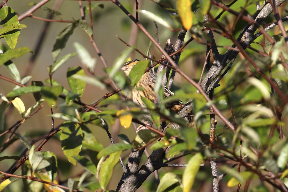 LeConte's Sparrow - ML644596741