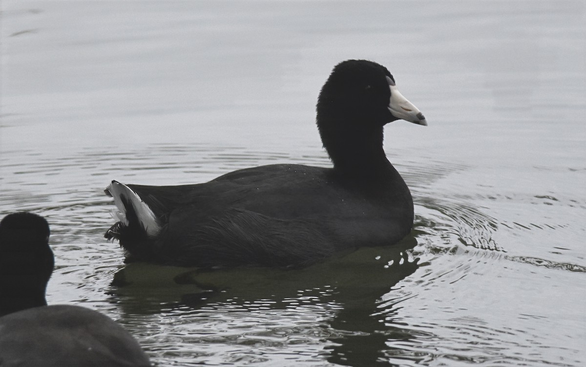 American Coot - ML644596743