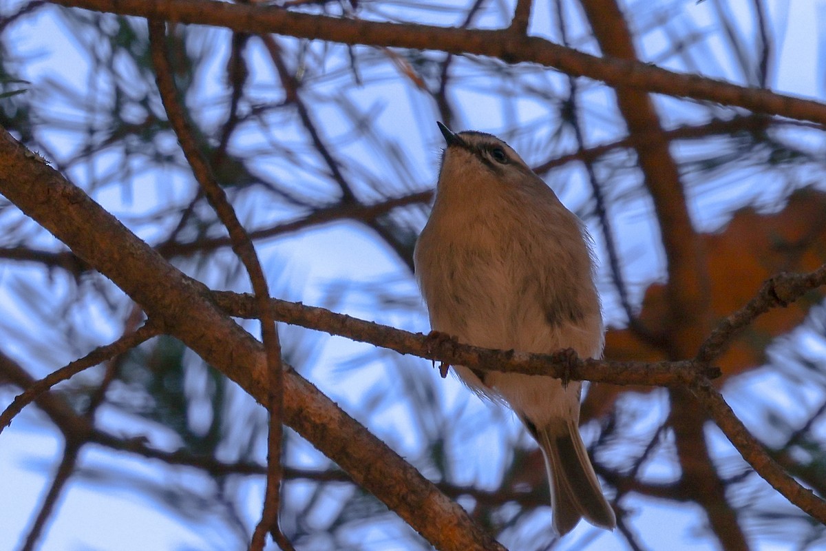 Golden-crowned Kinglet - ML644596744