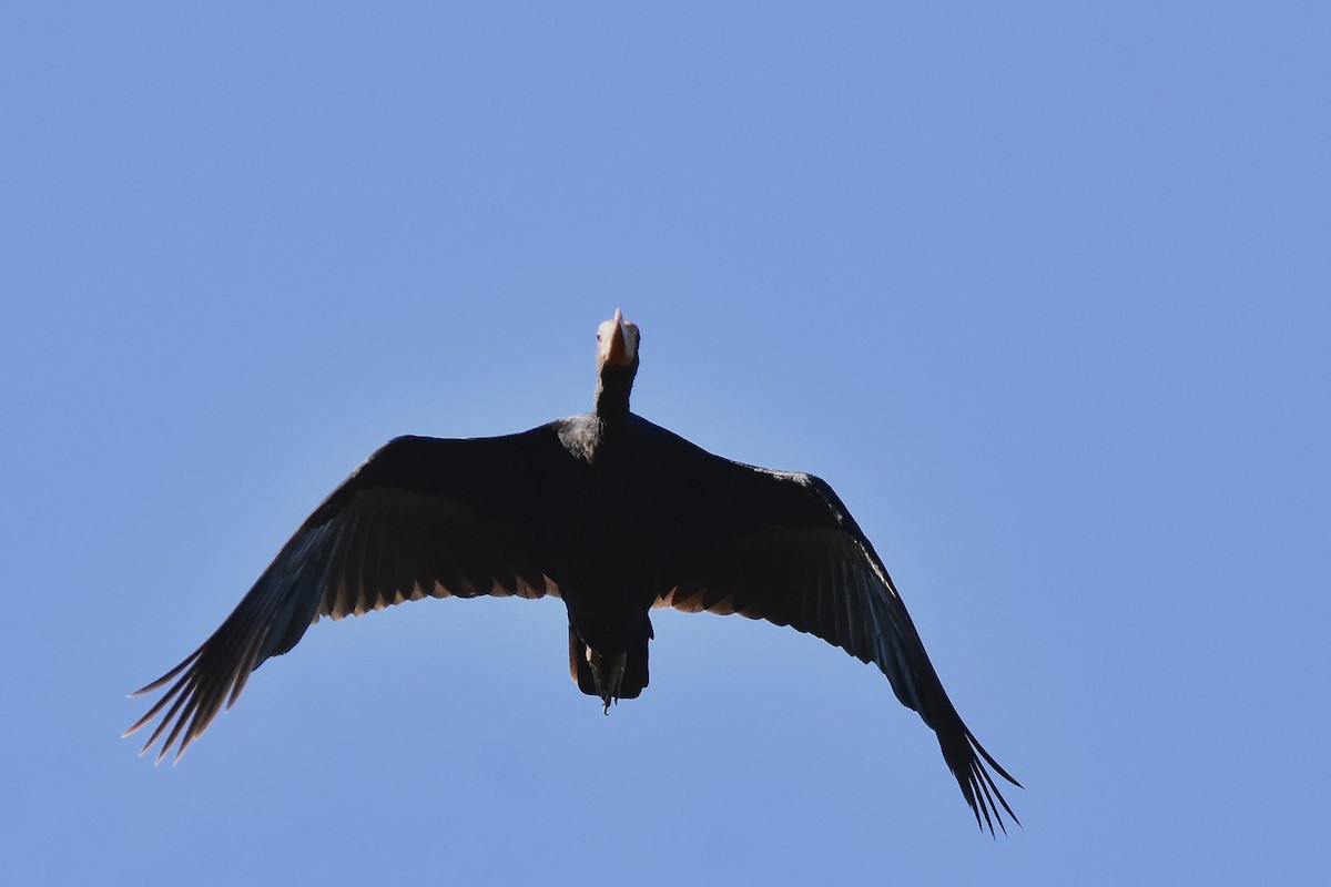 Nacktzügelibis - ML644596747