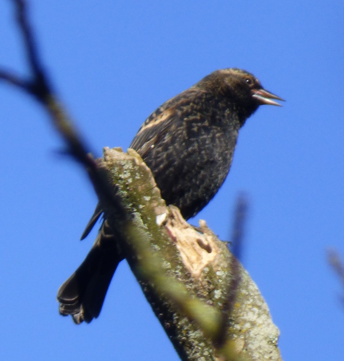 Red-winged Blackbird - ML644596764