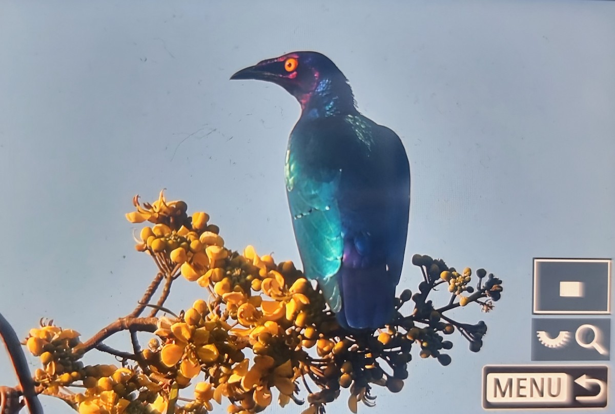 Purple Starling - ML644596766