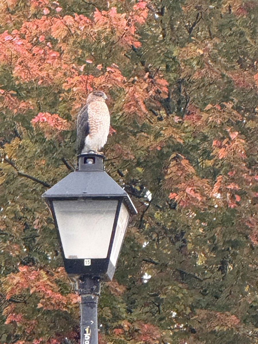 Cooper's Hawk - ML644596774