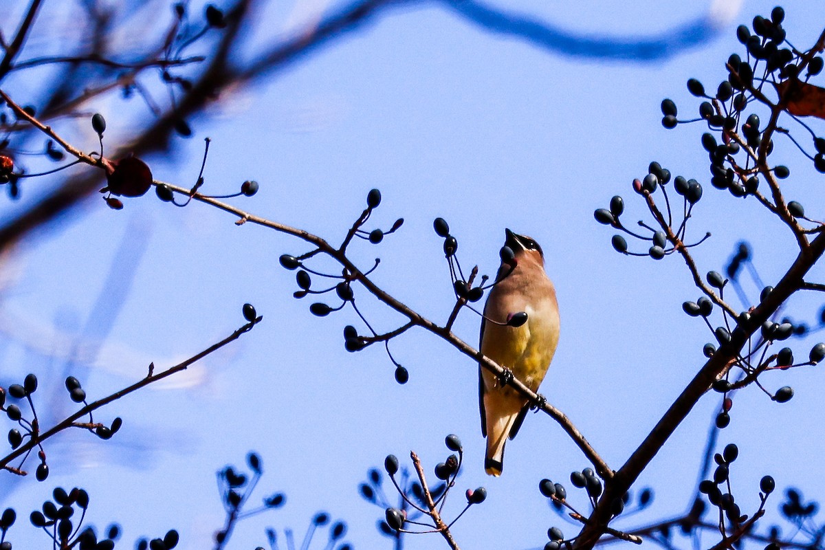 Cedar Waxwing - ML644596785