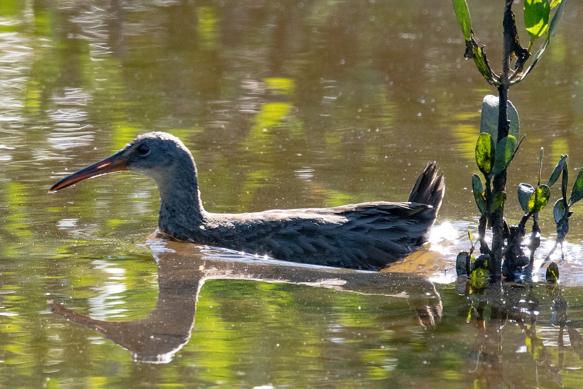 Clapper Rail - ML644596790