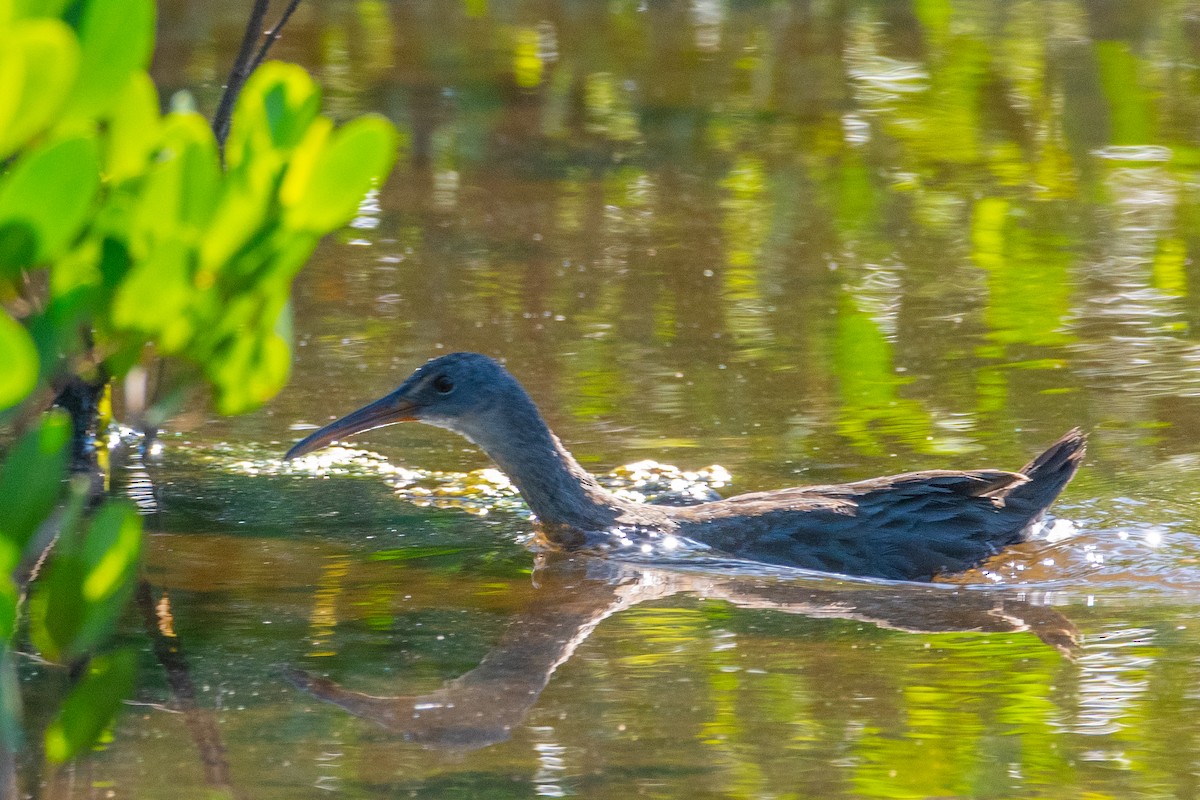 Clapper Rail - ML644596791