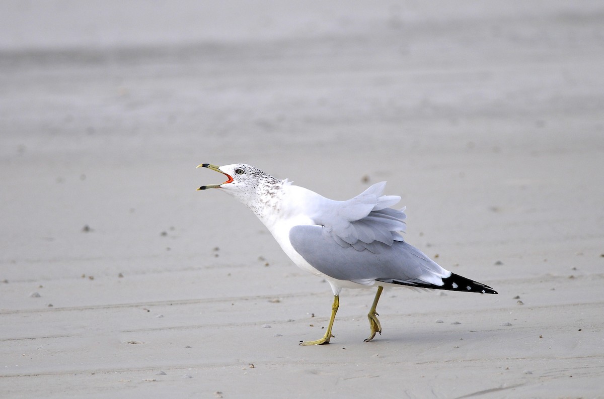Ring-billed Gull - ML644596799