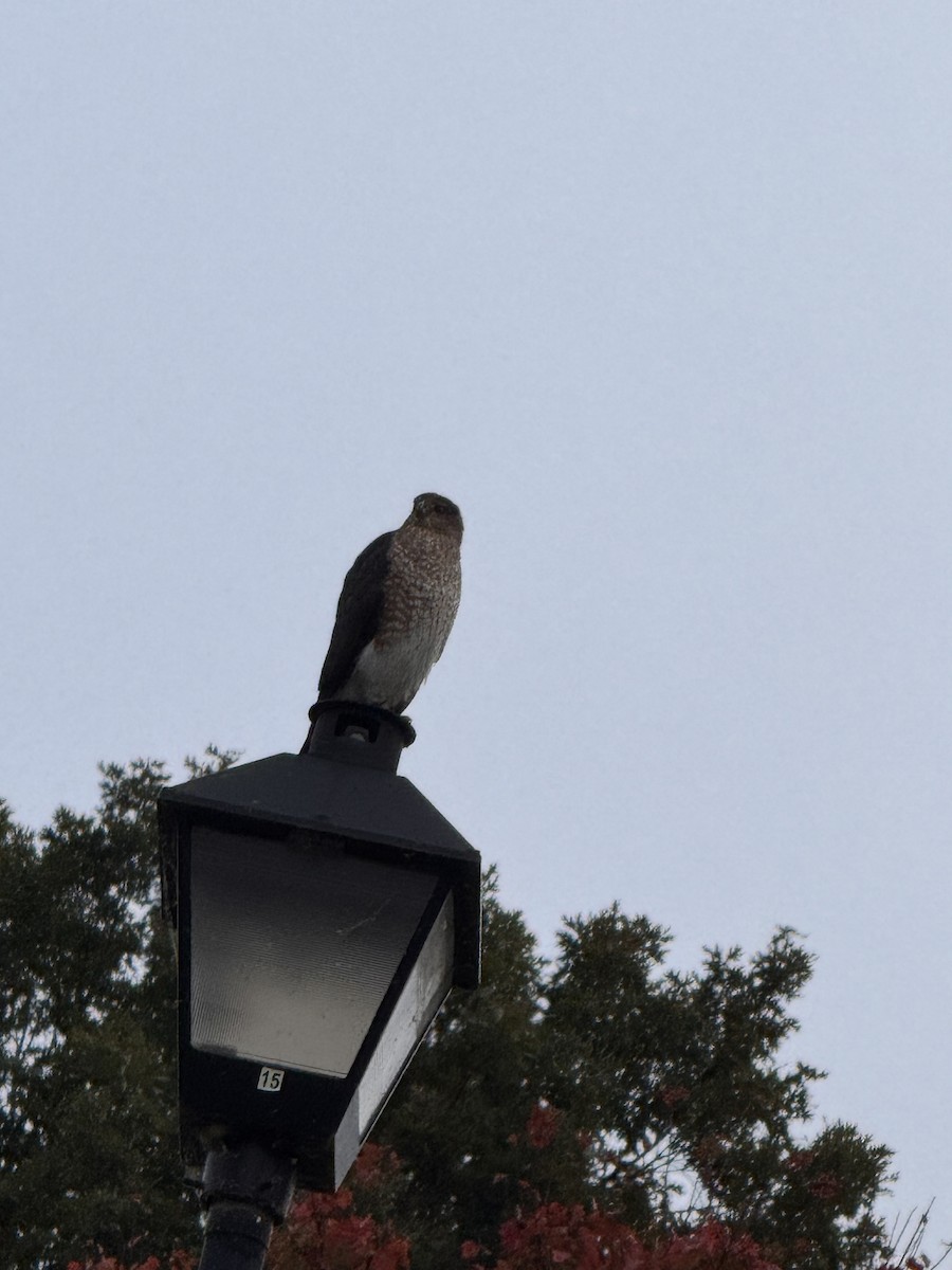 Cooper's Hawk - ML644596803