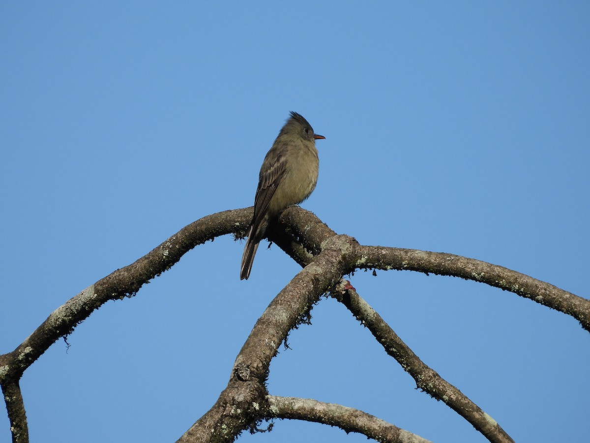 Піві великий - ML644596812
