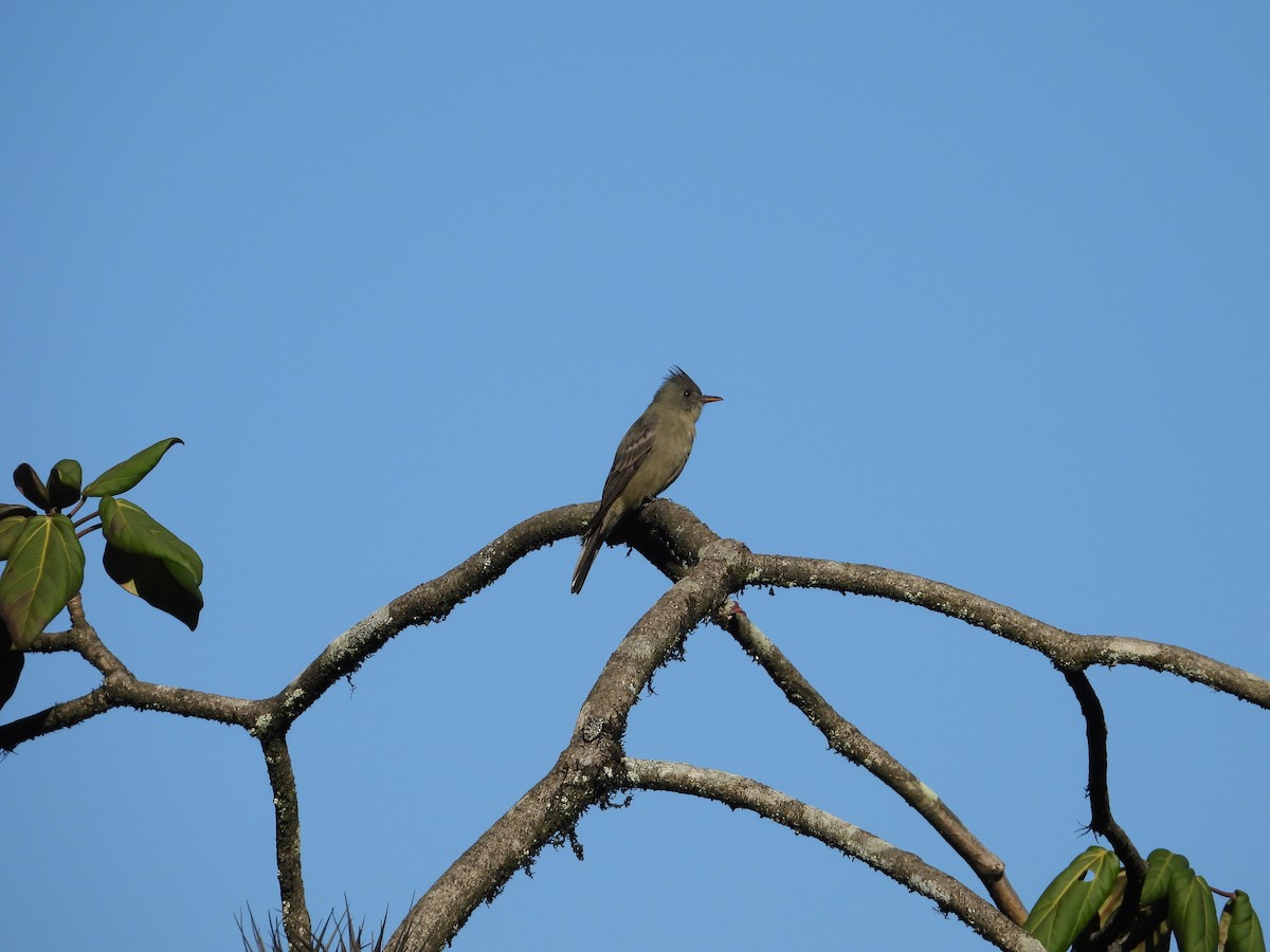 Піві великий - ML644596813