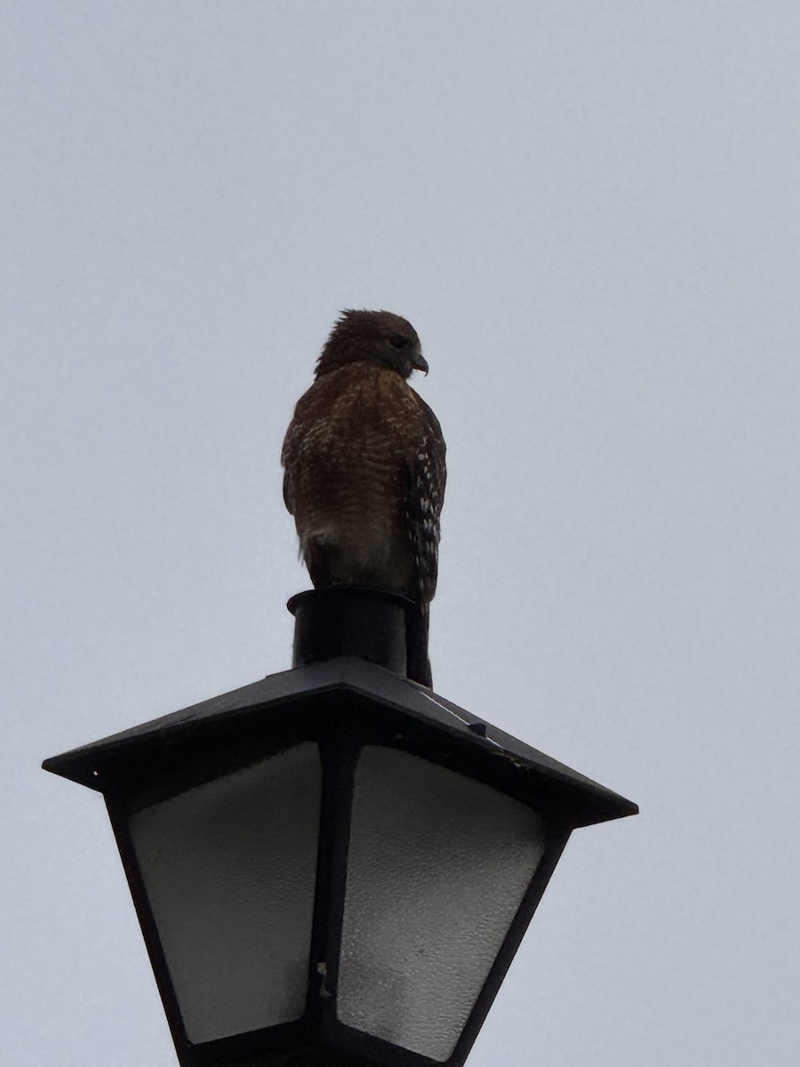Red-shouldered Hawk - ML644596817