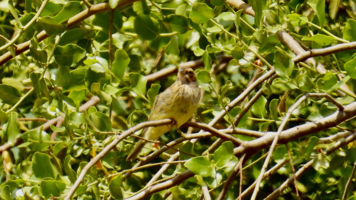 Короткоклювый зерноед - ML644596820